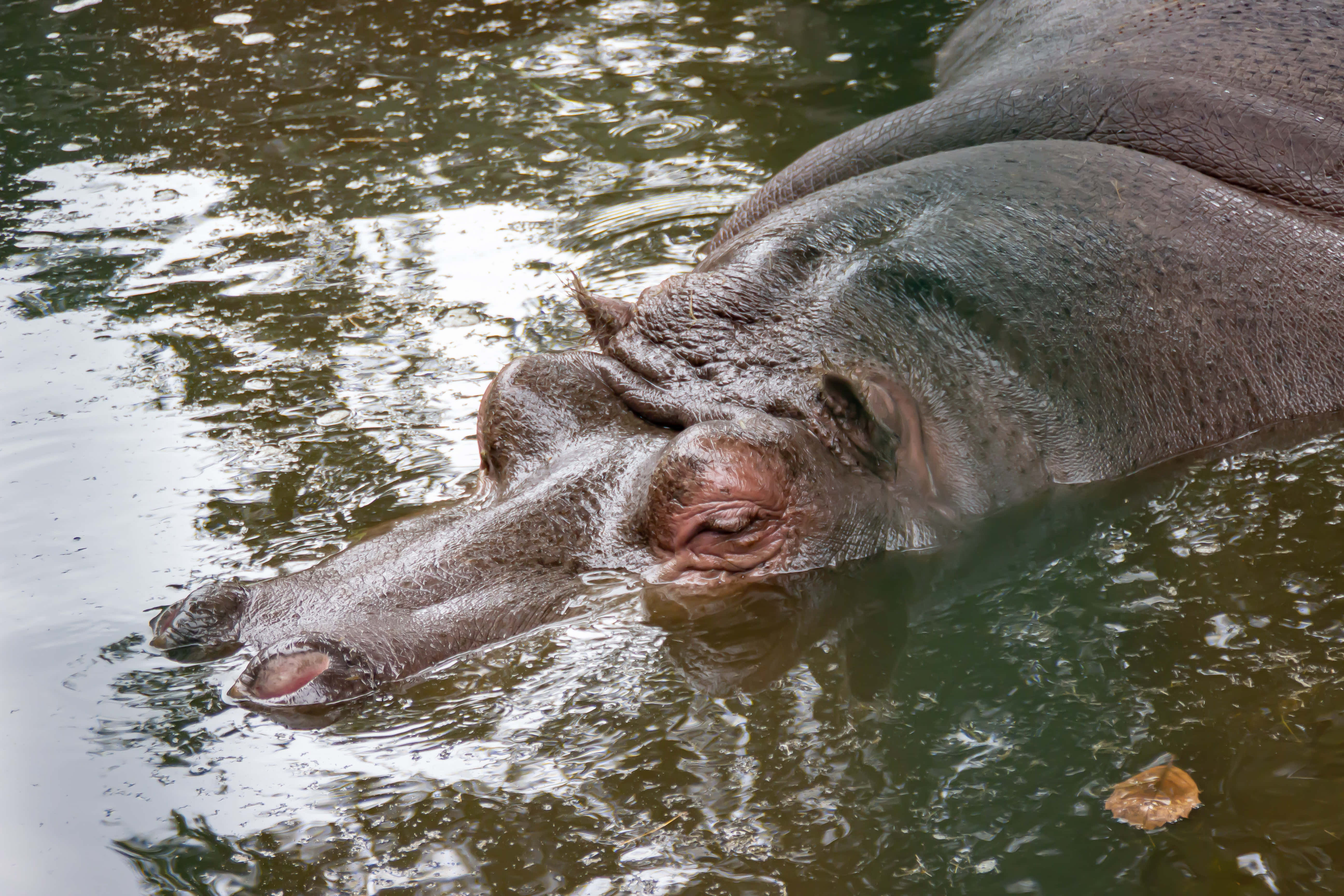 河馬 桌布 壁紙 — 河馬部分浸沒在渾濁水中的特寫，水面有漣漪，附近漂浮著一片樹葉。
