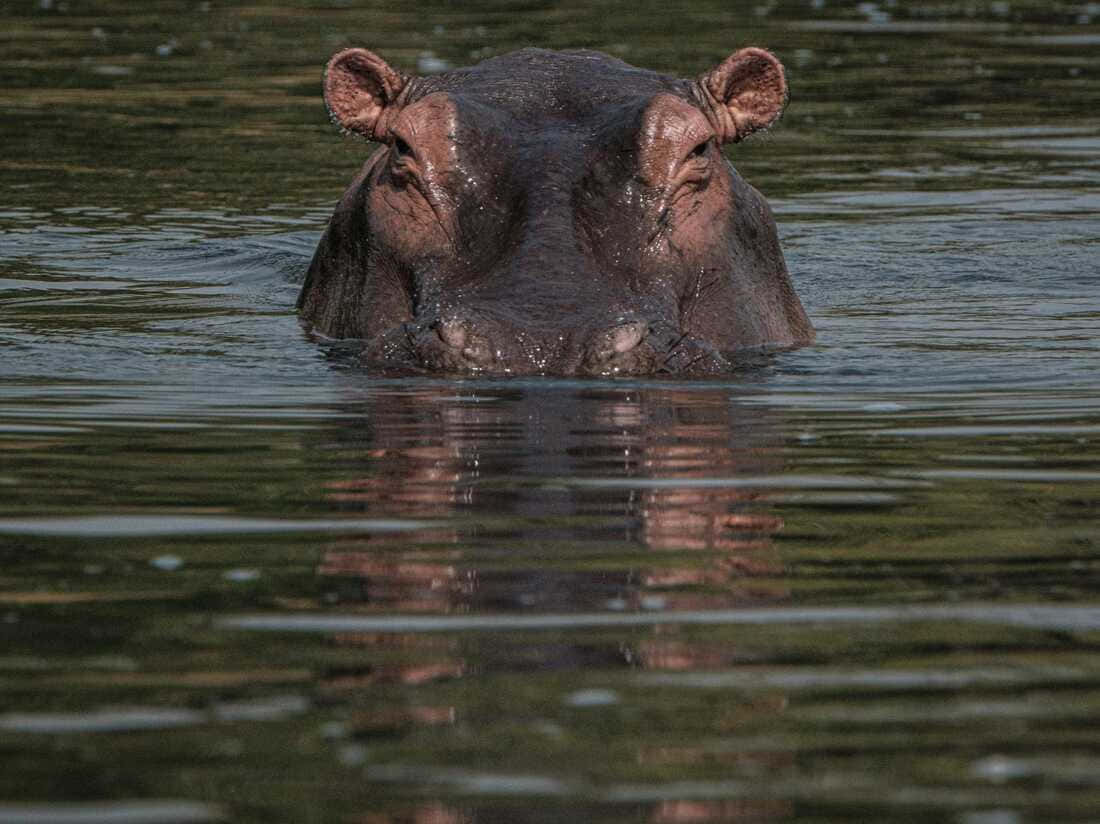 hippo 桌布 壁紙 — 河馬頭部從平靜水面浮出的特寫，帶有漣漪和清晰倒影。