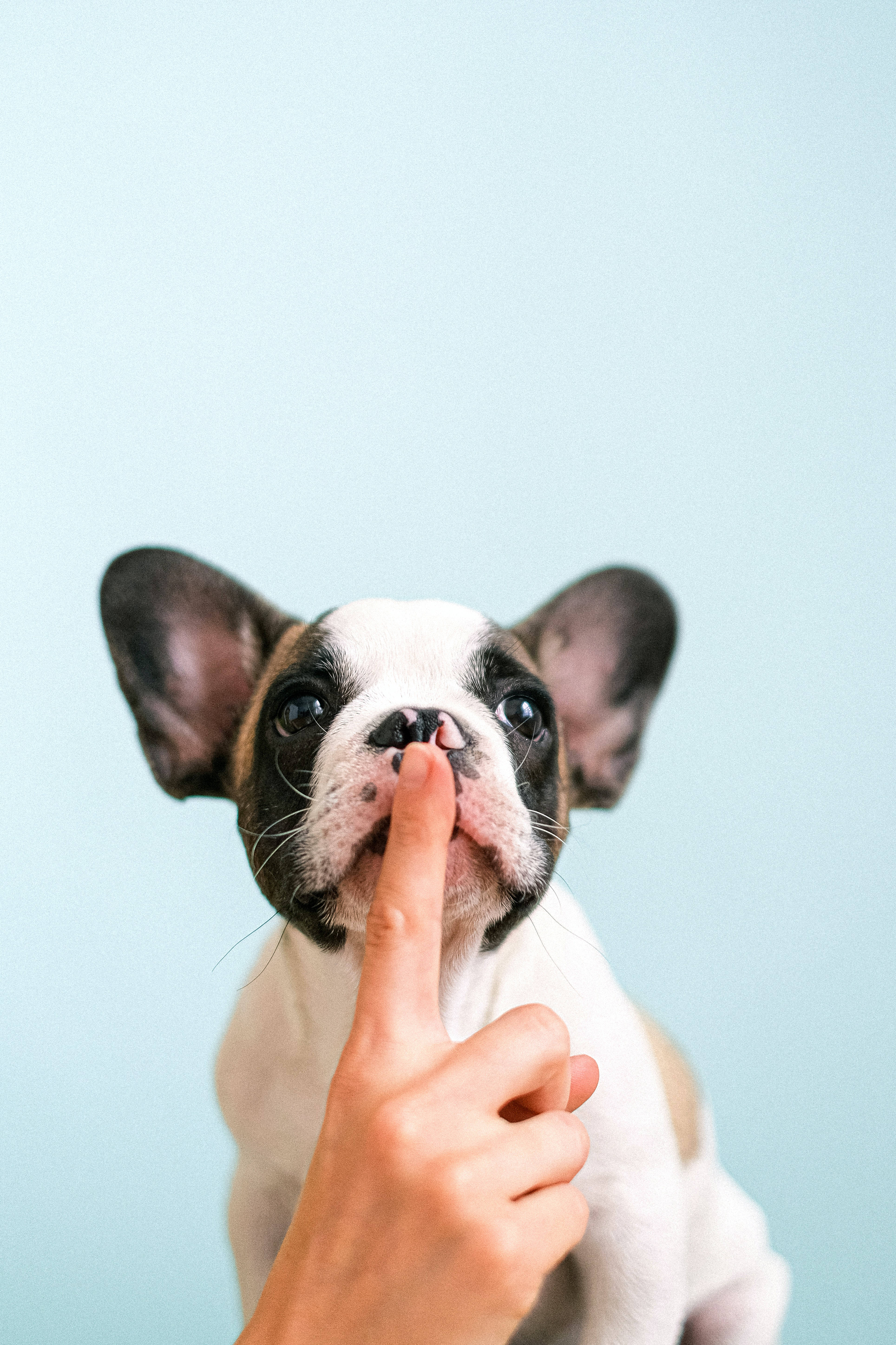 WhatsApp 桌布 壁紙 — 法國鬥牛犬幼犬的特寫，人類手指輕輕按在牠的鼻子上，背景是柔和的藍色。