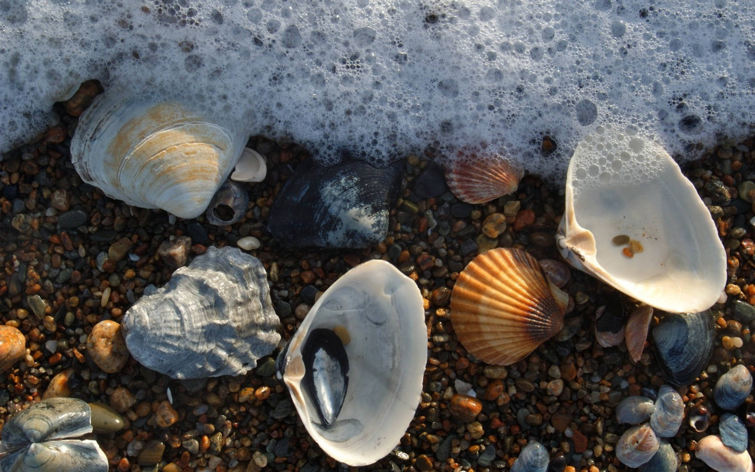 Seashell 桌布 壁紙 — 泡沫海浪輕輕沖刷著色彩繽紛的卵石海灘，海灘上散落著各式各樣的貝殼和光滑的石頭。