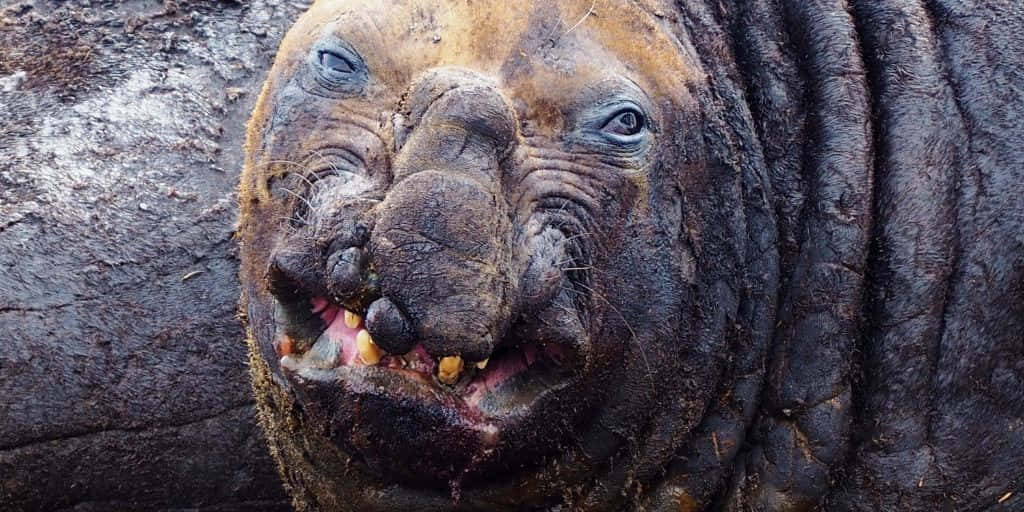 Ugly Animals 桌布 壁紙 — 泥濘的象海豹特寫，皮膚皺褶，牙齒可見，在岩石海岸上休息。