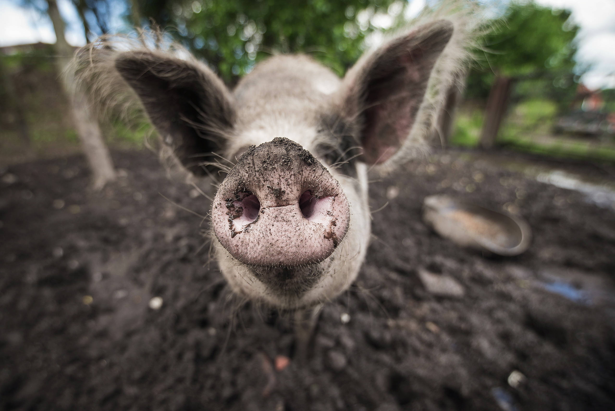Pig 桌布 壁紙 — 泥濘豬鼻的特寫照片，直視鏡頭，背景是柔和的綠色植物。