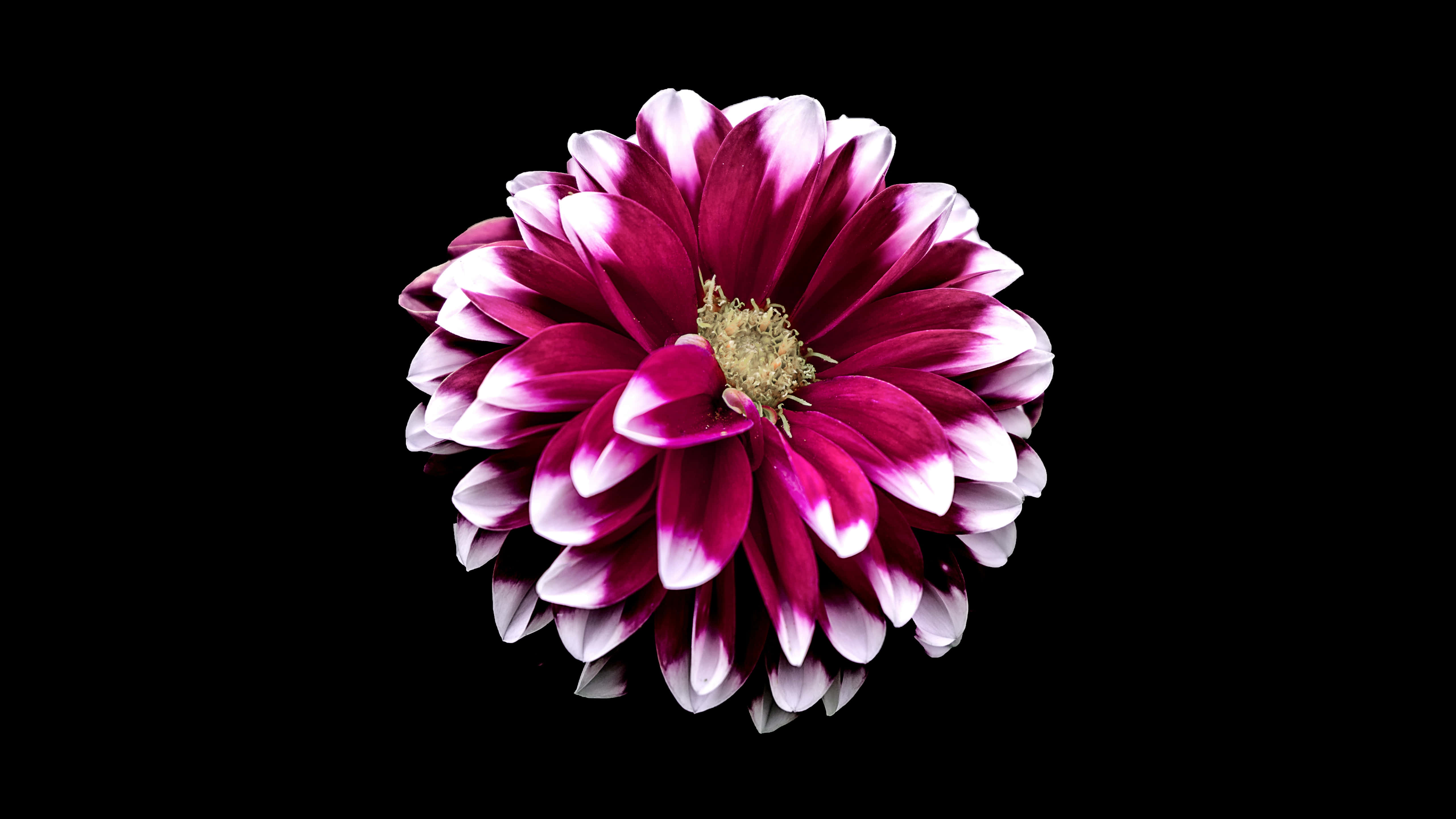 洋紅黑粉花朵 壁紙