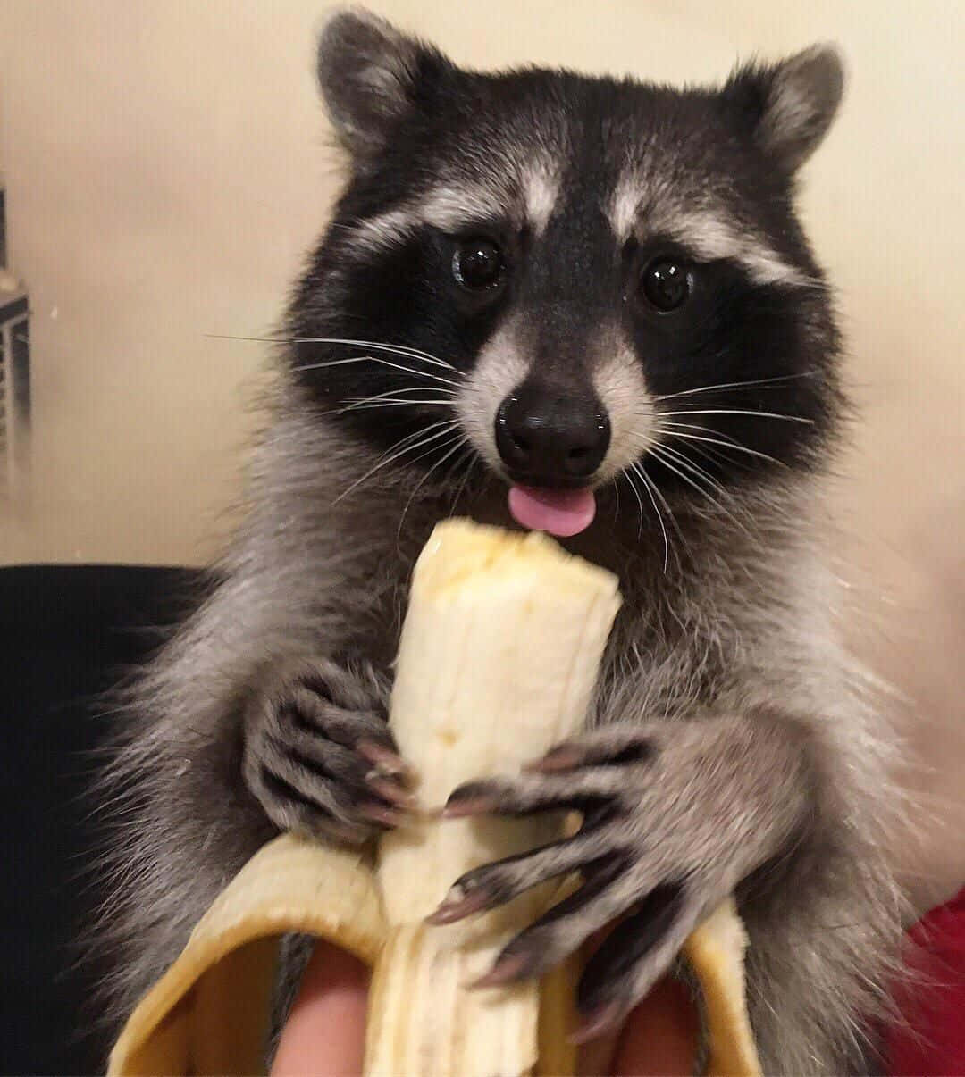 動物 桌布 壁紙 — 浣熊在室內伸出舌頭拿著並吃香蕉的特寫。