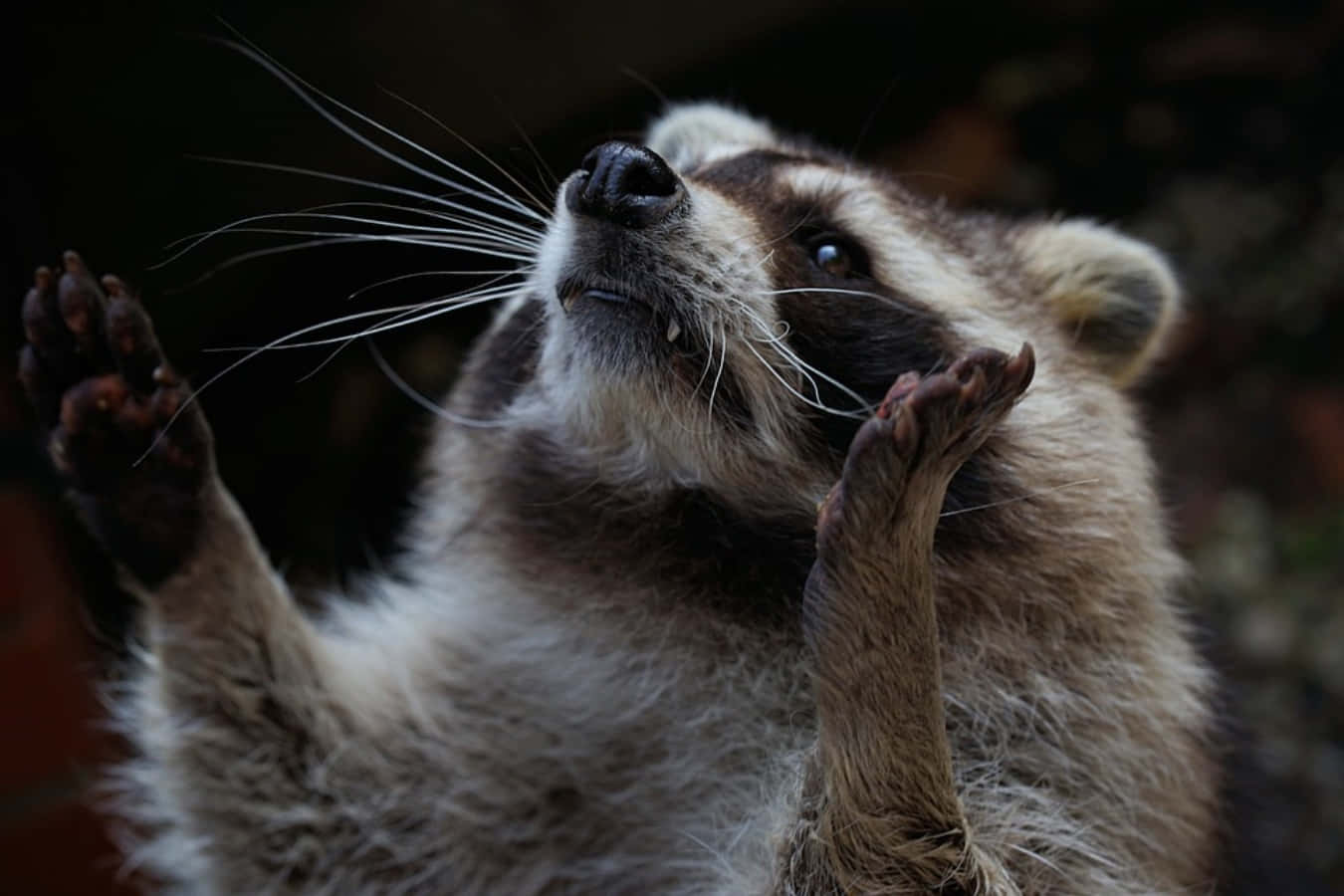 動物 桌布 壁紙 — 浣熊的近距離特寫，牠舉起爪子，頭部向上傾斜，擺出好奇的姿勢。