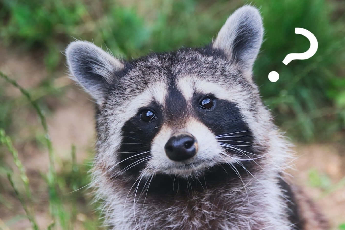動物 桌布 壁紙 — 浣熊的近距離特寫，表情困惑，頭旁漂浮著一個問號。