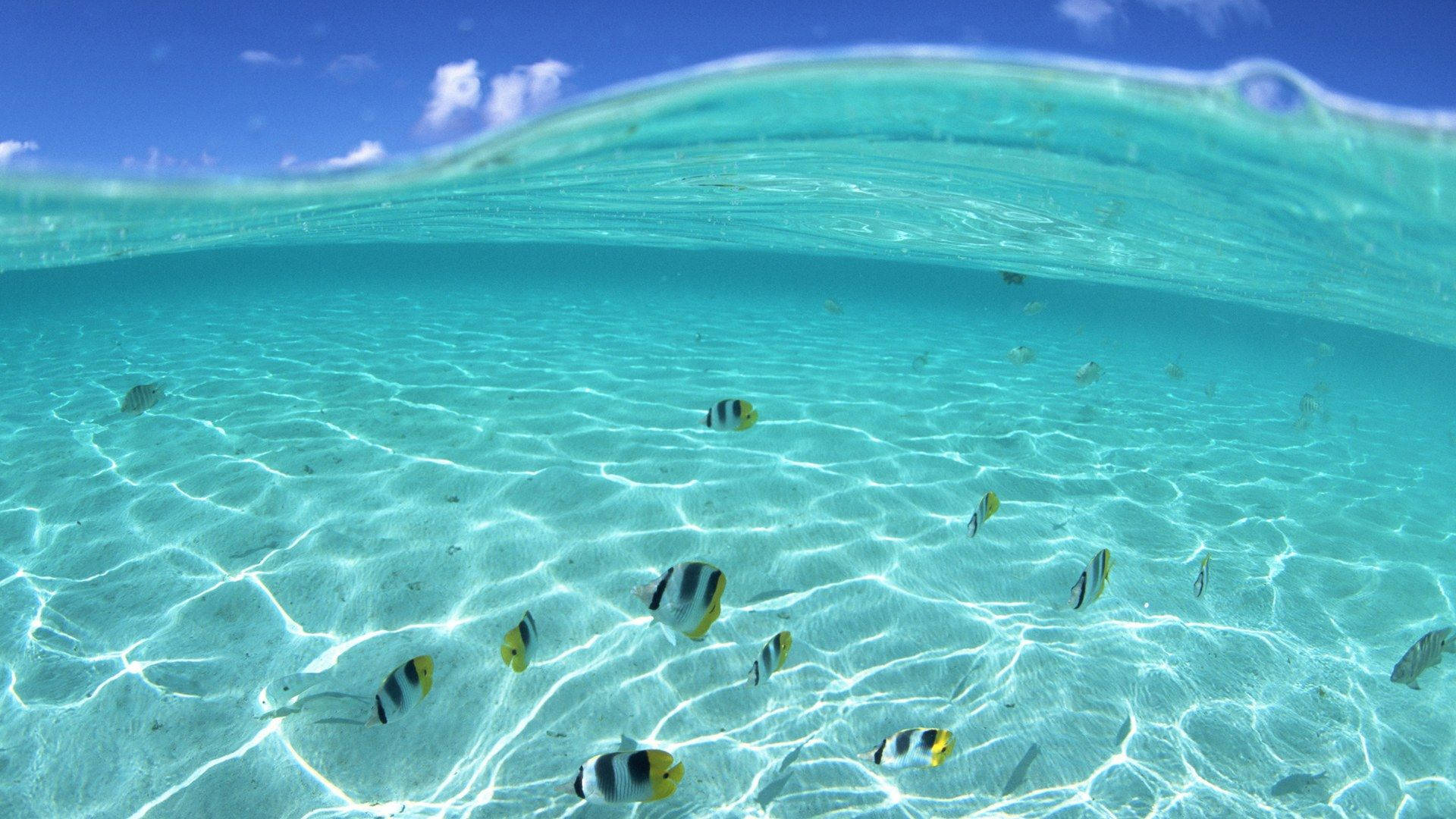 夏威夷 桌布 壁紙 — 海底景觀，碧綠海洋，陽光圖案，色彩繽紛的魚兒在沙底附近游動。