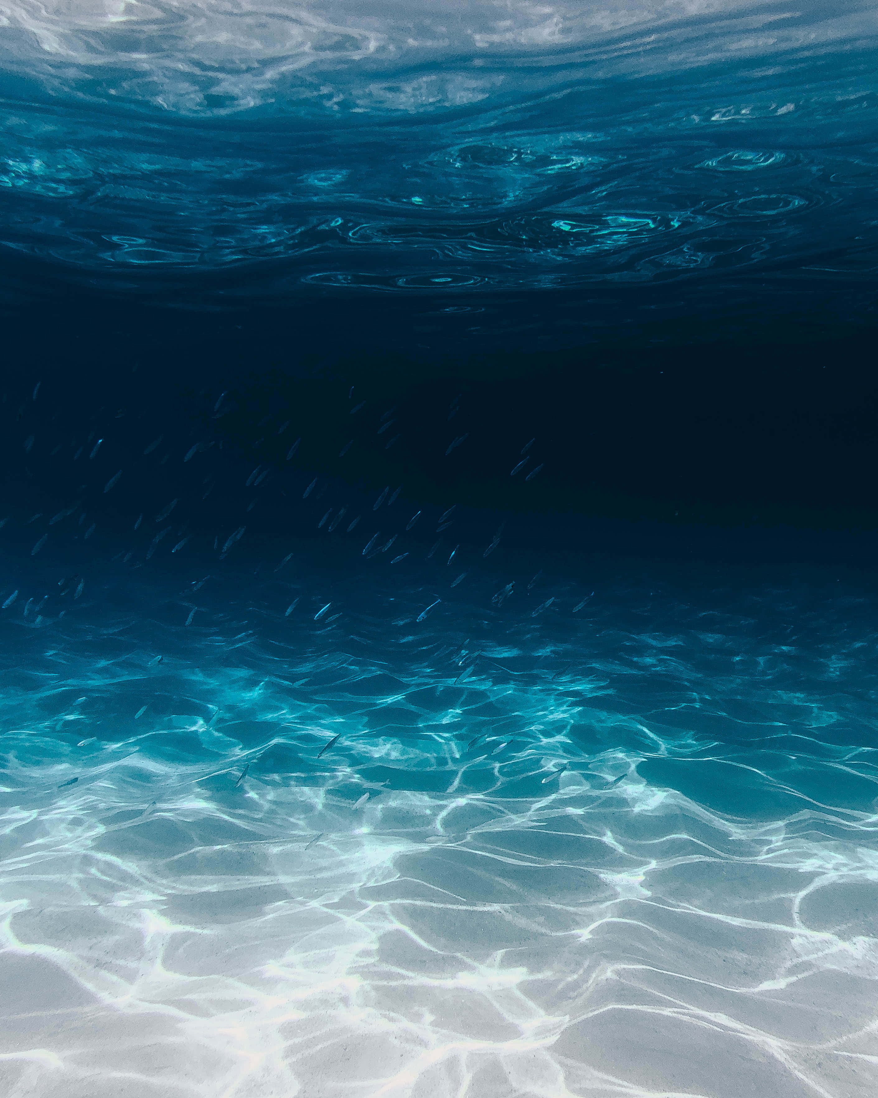 海底海洋背景，藍色海水與魚群 壁紙