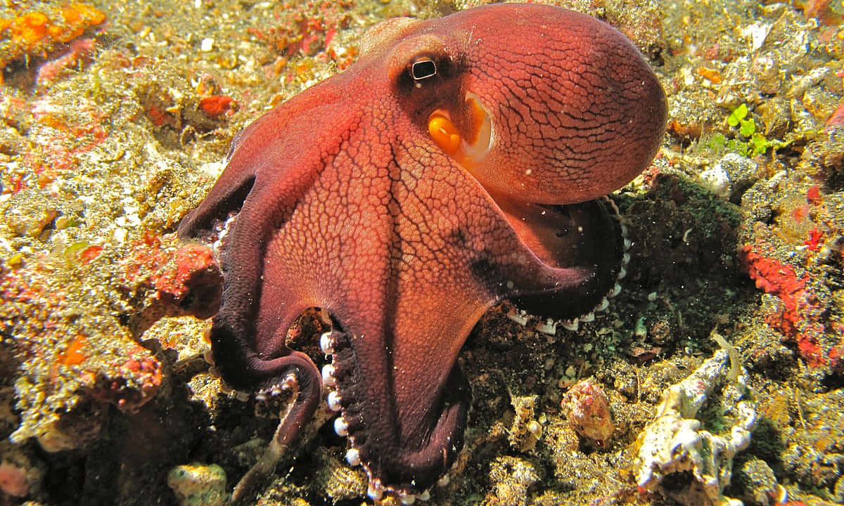 海底的大型章魚 壁紙