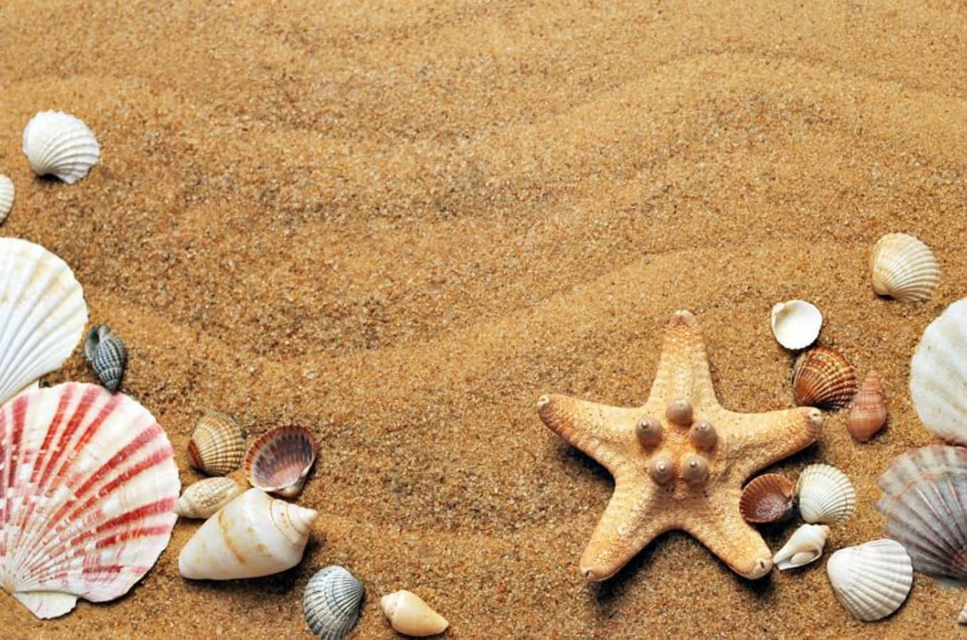 sand 桌布 壁紙 — 海星和各式貝殼放置在紋理金黃色沙灘上的海灘邊界構圖中。