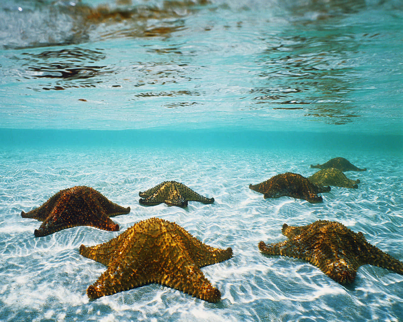 Starfish 桌布 壁紙 — 海星躺在沙質海床上，上方有波光粼粼的碧綠海水的水底視圖。