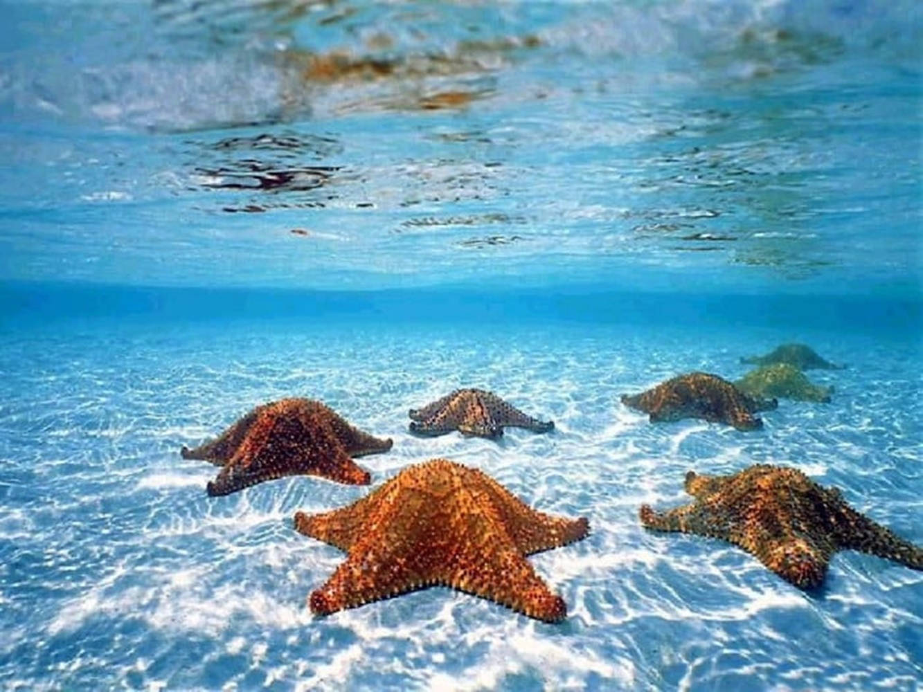 水下動畫 桌布 壁紙 — 海星躺在沙質海底，上方有陽光照射的漣漪的水下景觀。