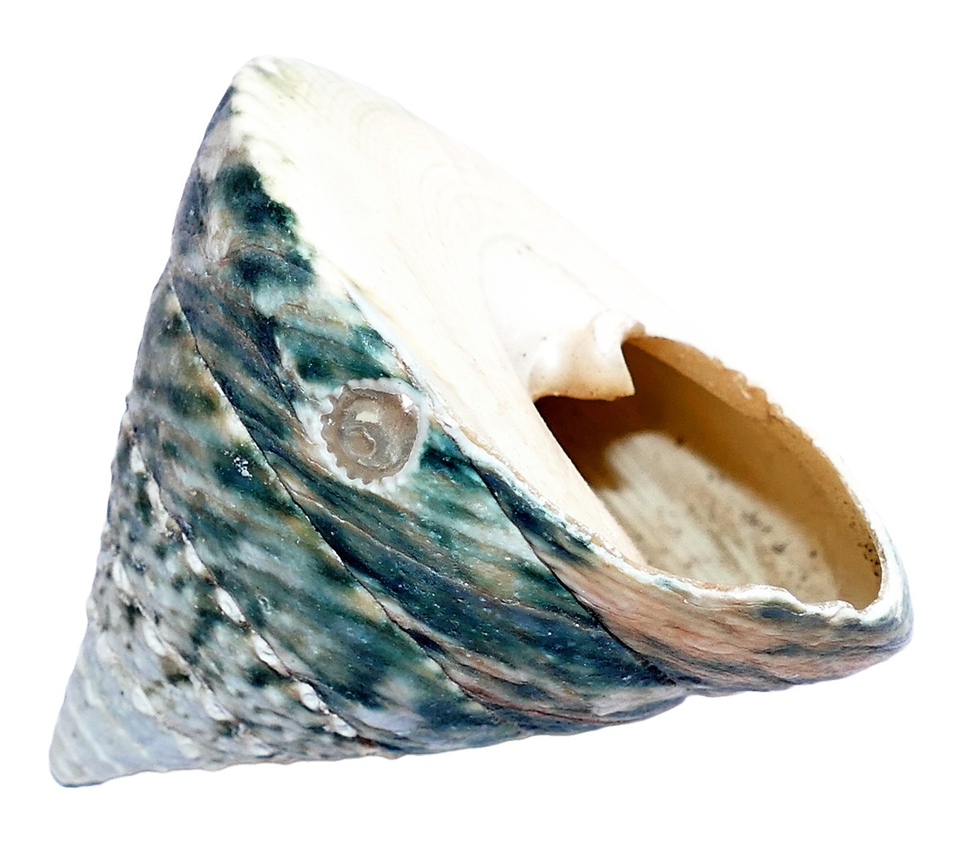 海洋海螺殼單獨展示 壁紙