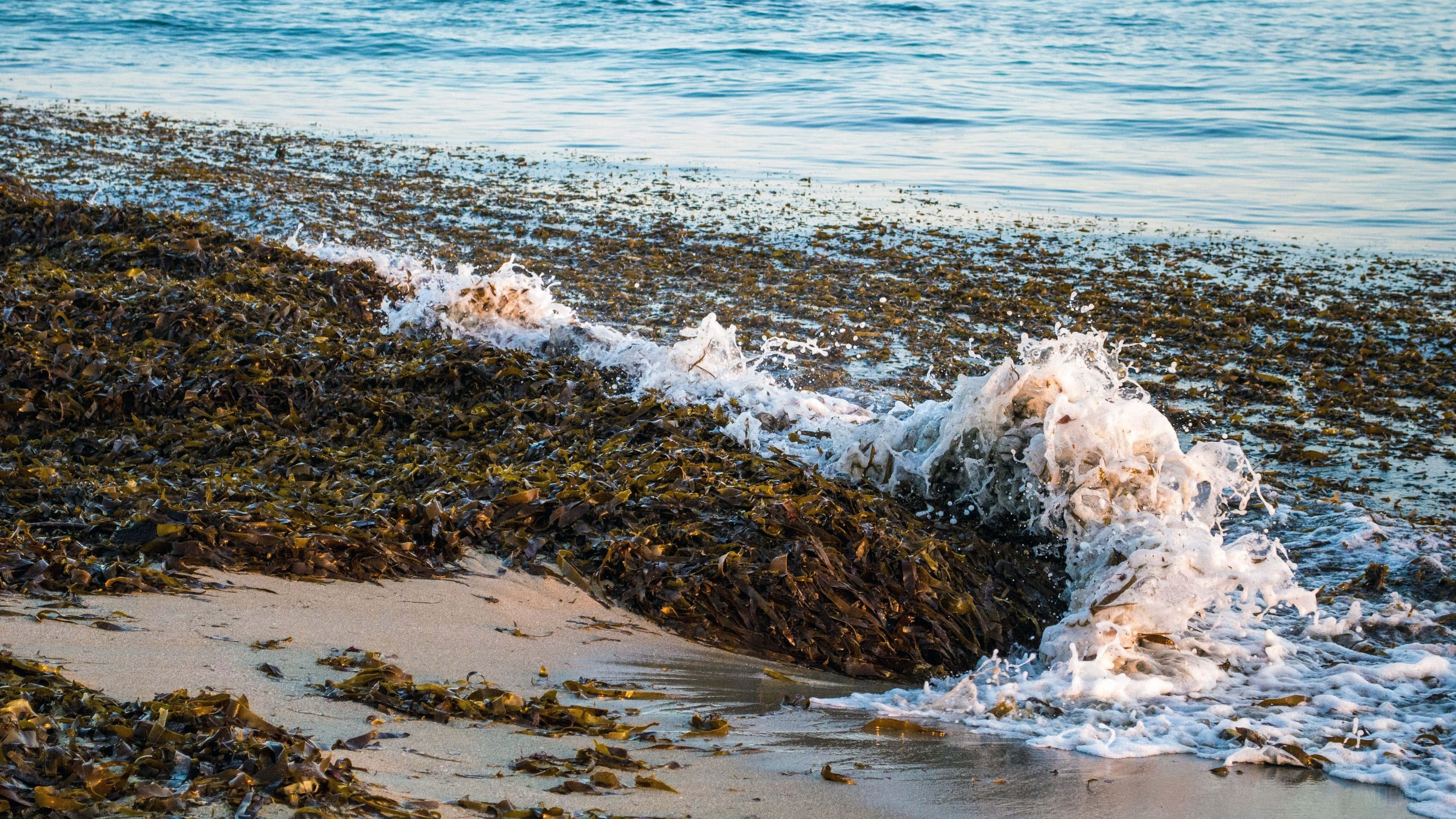 Sea Weed 桌布 壁紙 — 海浪拍打著被厚厚棕色海藻覆蓋的沙灘，沐浴在金色陽光下。