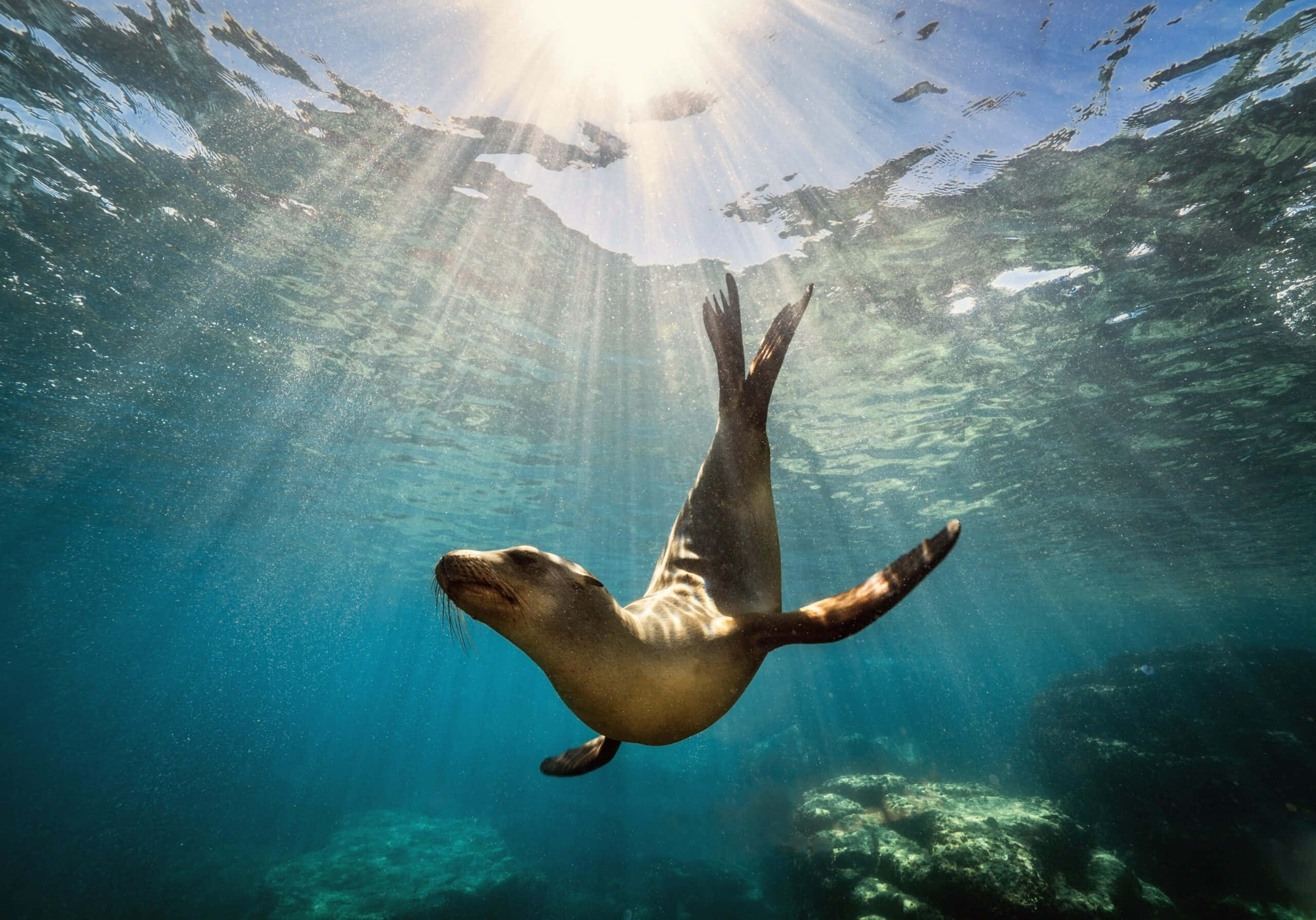 水下動畫 桌布 壁紙 — 海獅在水底優雅地滑行，陽光穿透水面，在清澈的藍色海水中投射出耀眼的光芒。