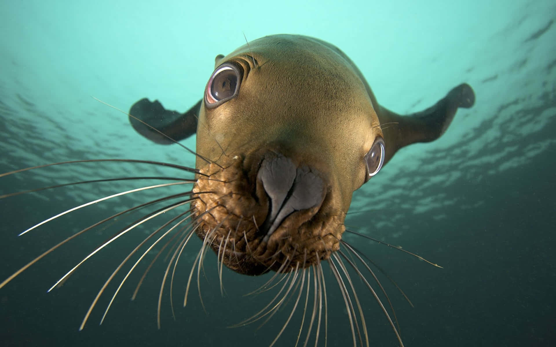Sea Animal 桌布 壁紙 — 海獅在水底近距離直視鏡頭，眼睛又大又好奇，還有鬍鬚。