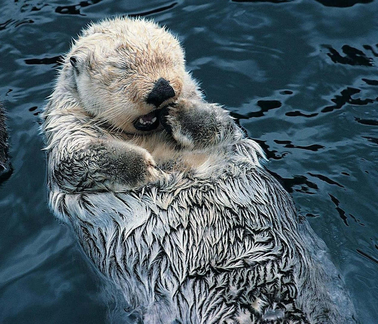 Otter 桌布 壁紙 — 海獺仰臥在深藍色水面上，頑皮地將爪子放在嘴邊的特寫。