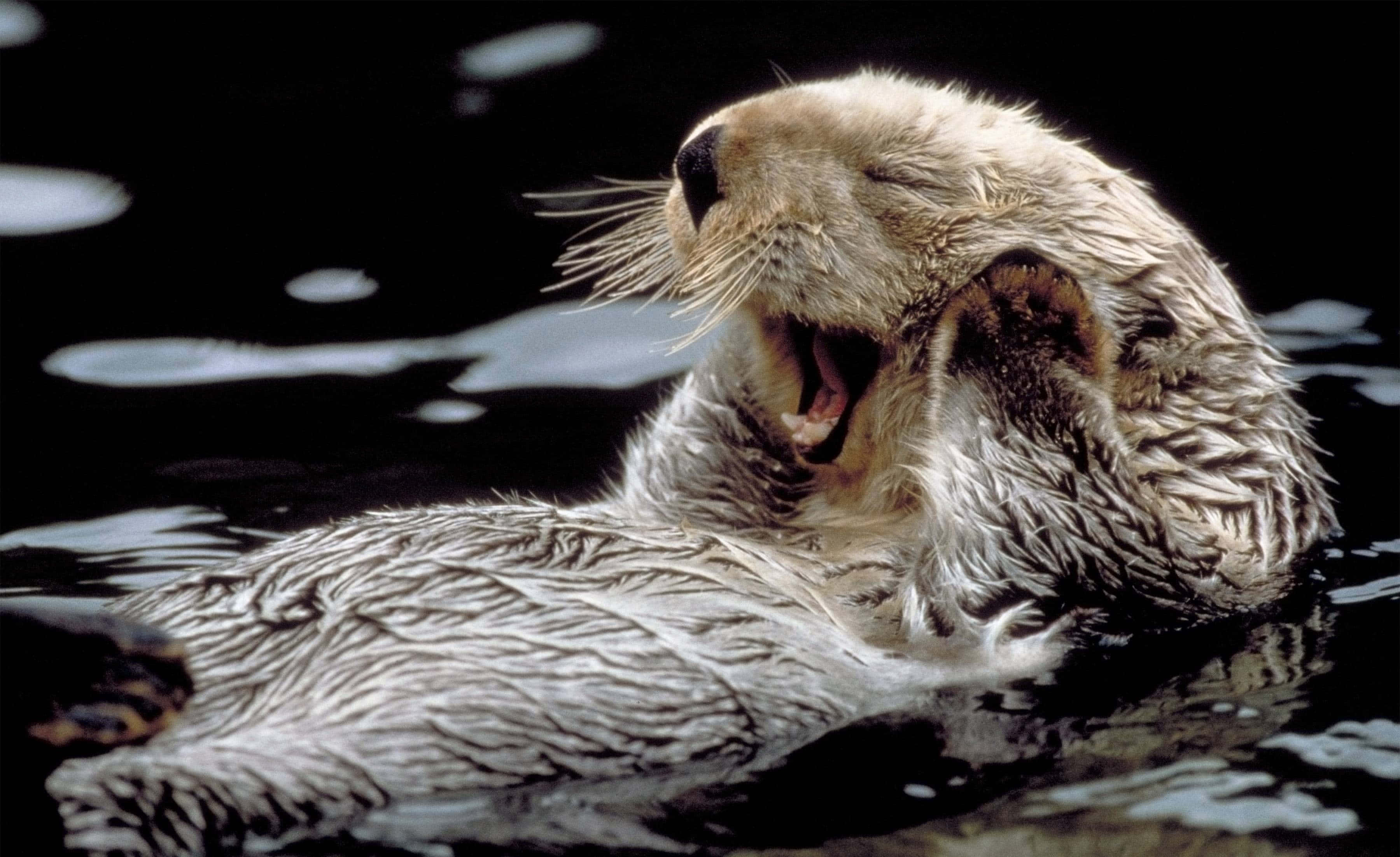 Otter 桌布 壁紙 — 海獺仰臥在黑暗的水面上，周圍泛起漣漪，張大嘴巴打呵欠的特寫。