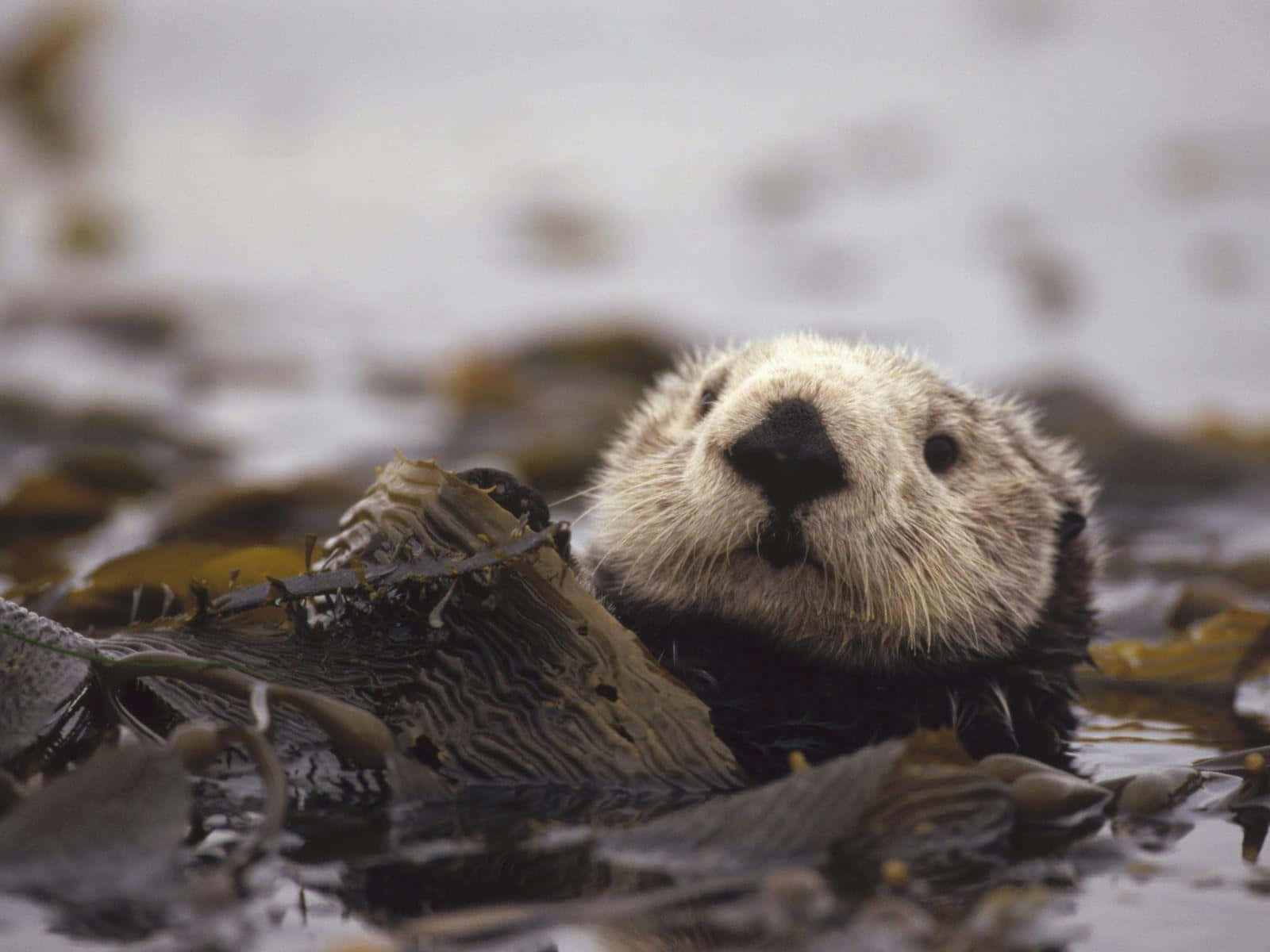 Otter 桌布 壁紙 — 海獺的臉部特寫，從被海藻包圍的水中探出頭來，背景柔和模糊。