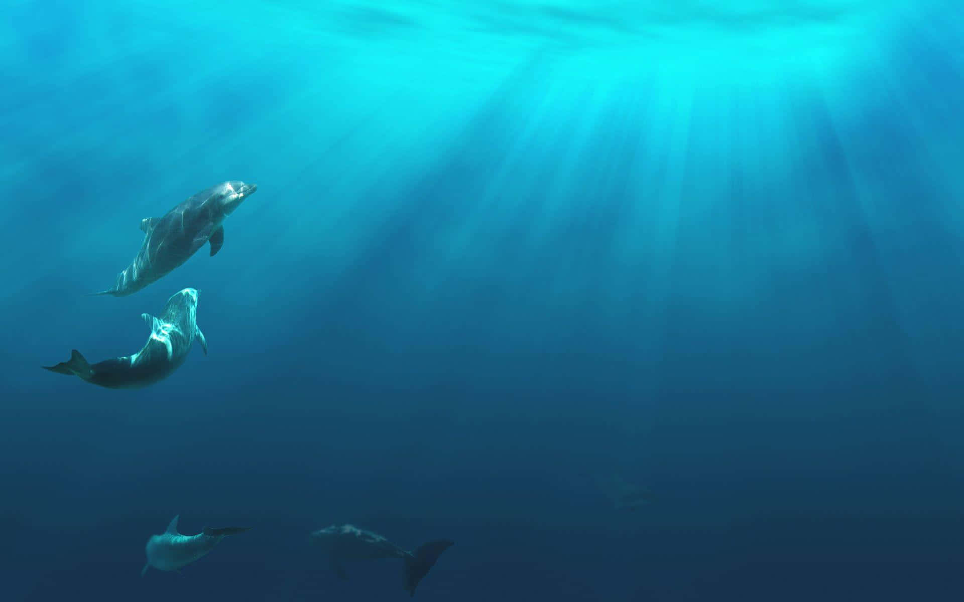 Underwater Ocean 桌布 壁紙 — 海豚在陽光照射的碧綠海水中優雅滑行，光線穿透海面。