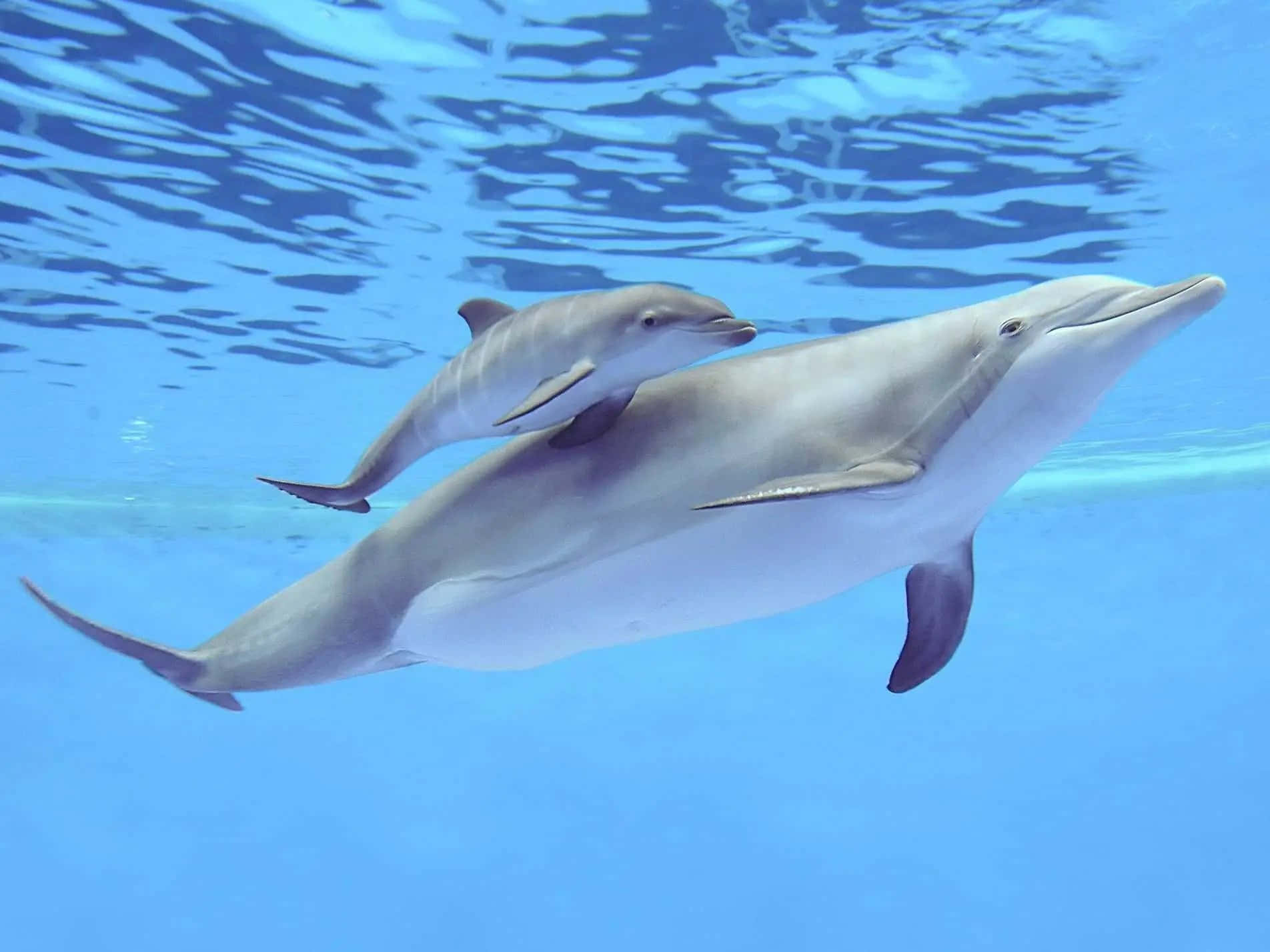 dolphins 桌布 壁紙 — 海豚媽媽和她的寶寶在波光粼粼的陽光下，優雅地滑過清澈的藍色海水。