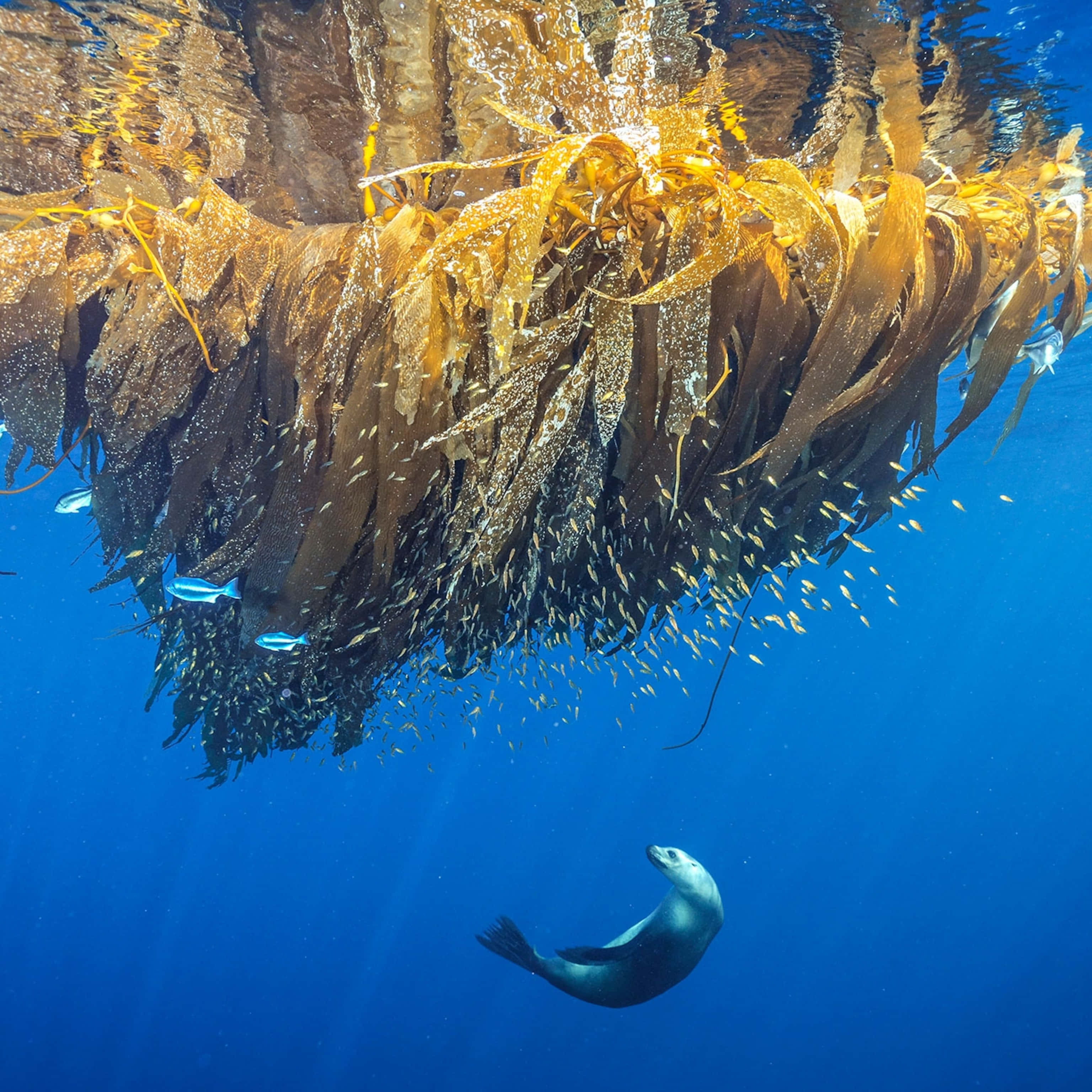 environment 桌布 壁紙 — 海豹在參天的海藻林下優雅地滑行，陽光透過水面灑落，小魚在搖曳的葉片間穿梭。