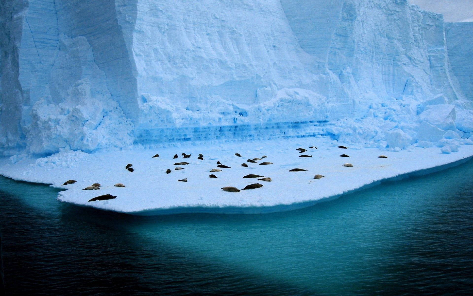 Antarctica 桌布 壁紙 — 海豹在平靜的南極海域中，於漂浮的冰塊上休息，背景是高聳的藍色冰山。