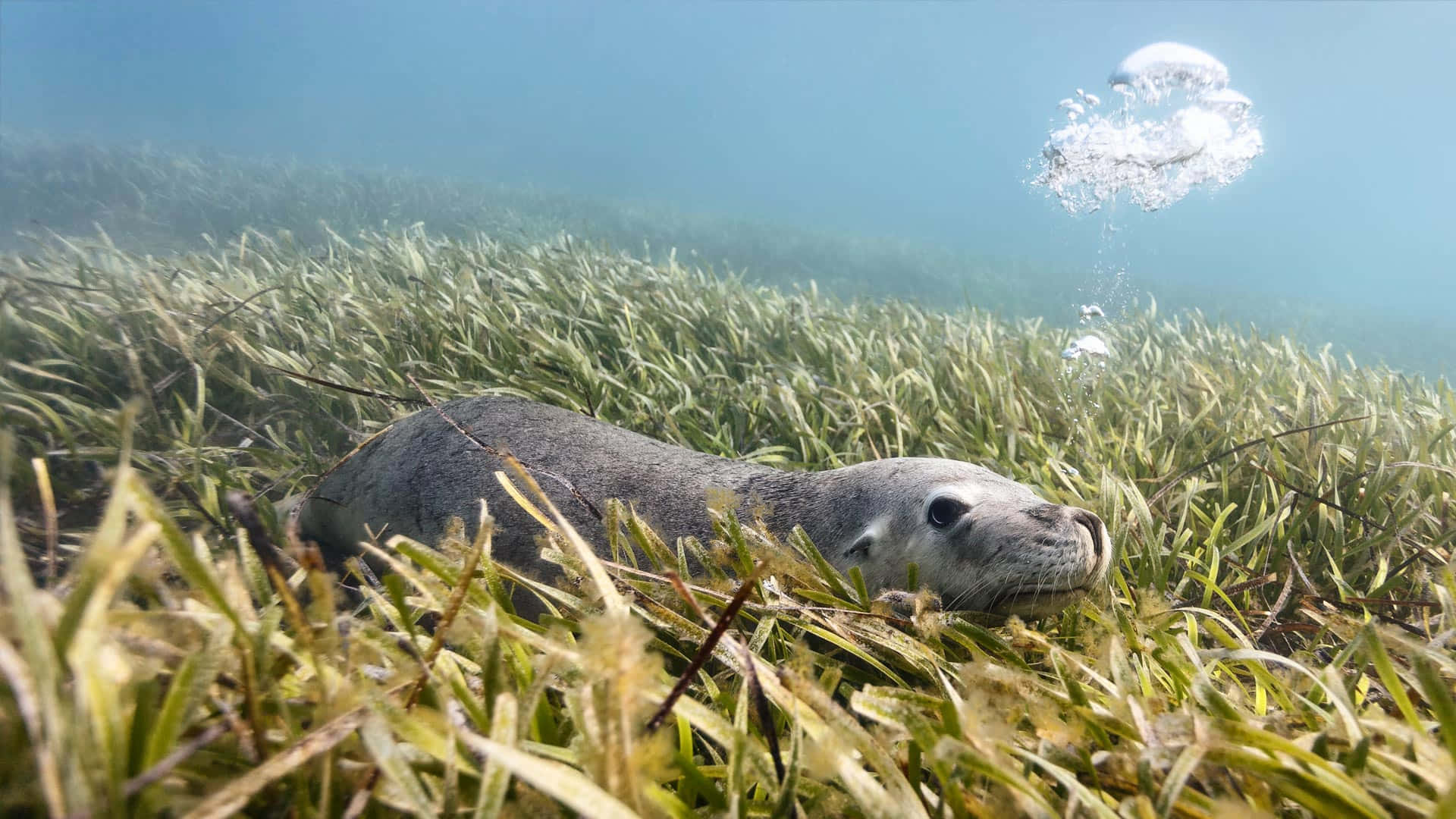 Otter 桌布 壁紙 — 海豹在搖曳的海草中平靜地休息，氣泡在陽光照射的藍色海水中向水母上升。