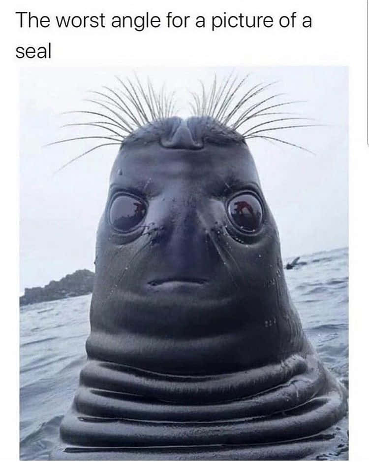 Funny Memes 桌布 壁紙 — 海豹從水中探出頭來的特寫，表情滑稽而專注，鬍鬚豎起。