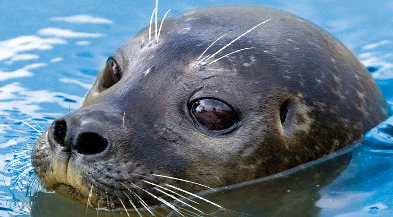 Sea Animal 桌布 壁紙 — 海豹的臉部特寫，從清澈的藍色海水中浮現，鬍鬚和深色眼睛向前凝視。