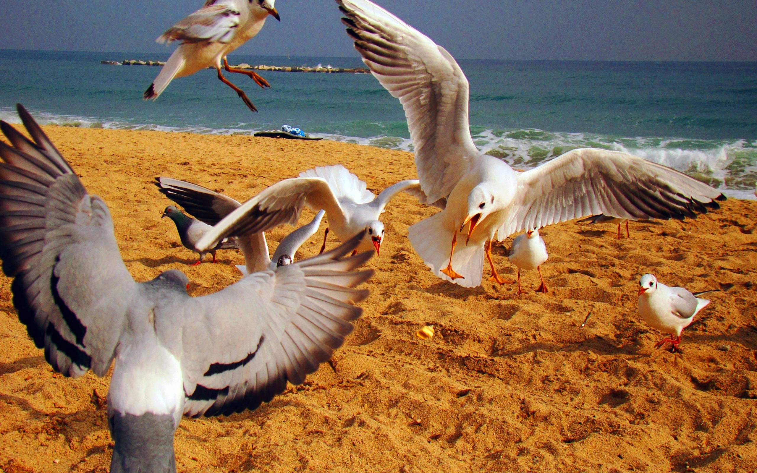 birds 桌布 壁紙 — 海鷗和一隻鴿子正在飛行並降落在陽光明媚的沙灘上，沙灘上有碧綠的海浪。