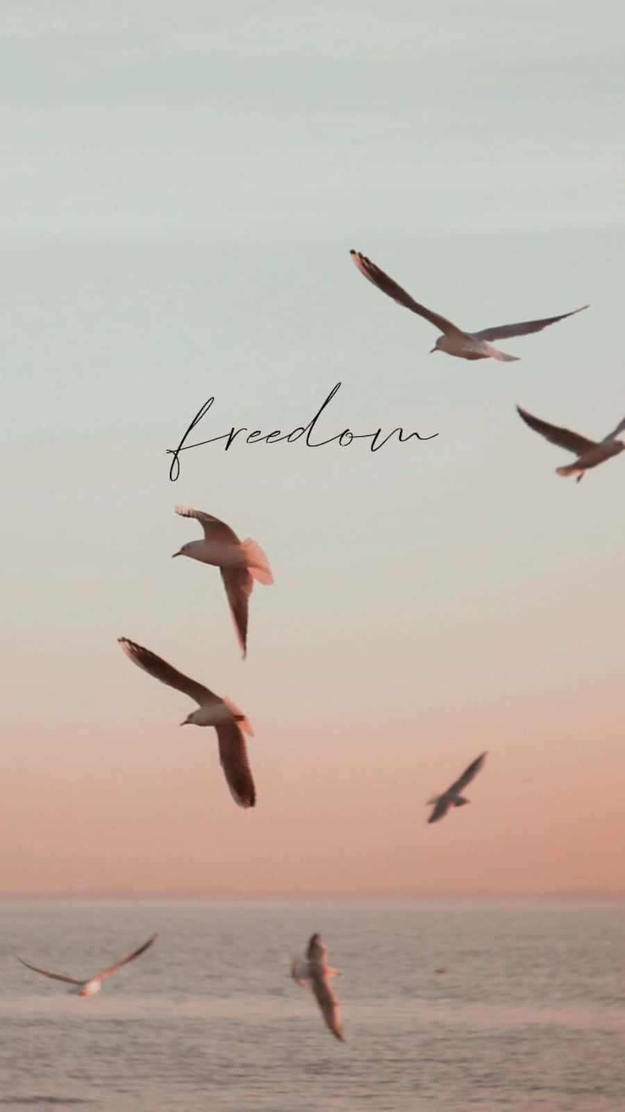 Freedom 桌布 壁紙 — 海鷗在日落時分優雅地翱翔於平靜的海面上，天空中優雅地寫著「自由」二字。