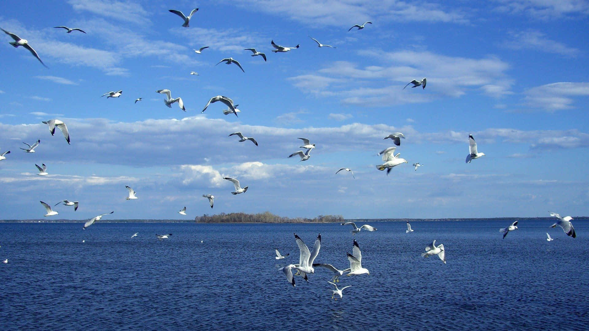Seagull 桌布 壁紙 — 海鷗在明亮的天空下，伴隨著散落的雲朵，優雅地翱翔在廣闊的藍色海洋之上。