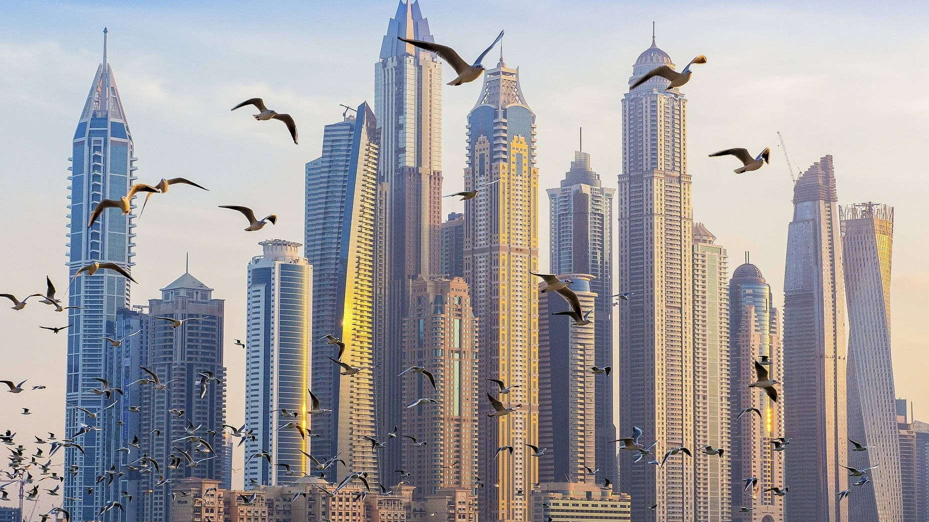 Arab 桌布 壁紙 — 海鷗在沐浴著金色日落光芒的杜拜摩天大樓背景下優雅翱翔。