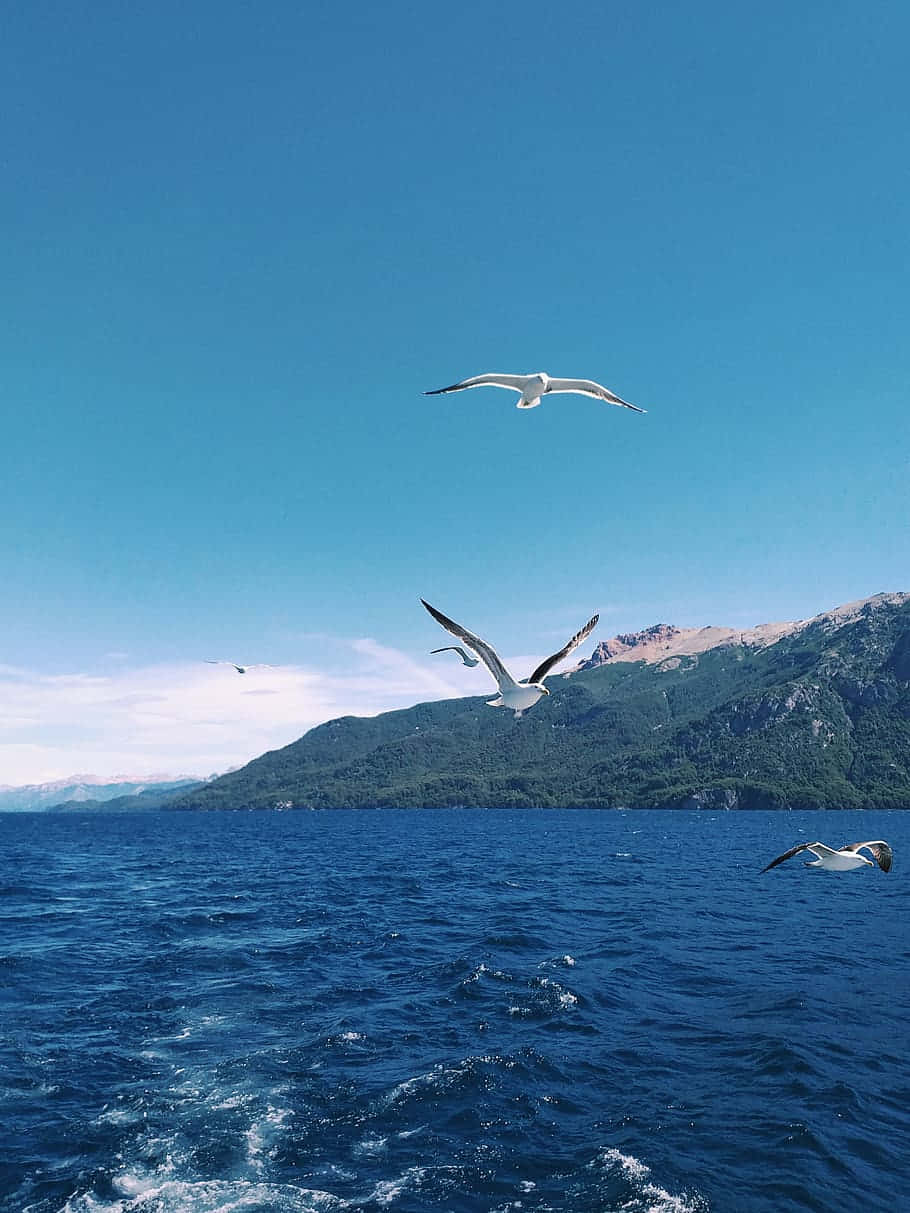 Bluebird 桌布 壁紙 — 海鷗在深藍色的海洋上空優雅地翱翔，森林覆蓋的山脈在晴朗的天空下聳立。