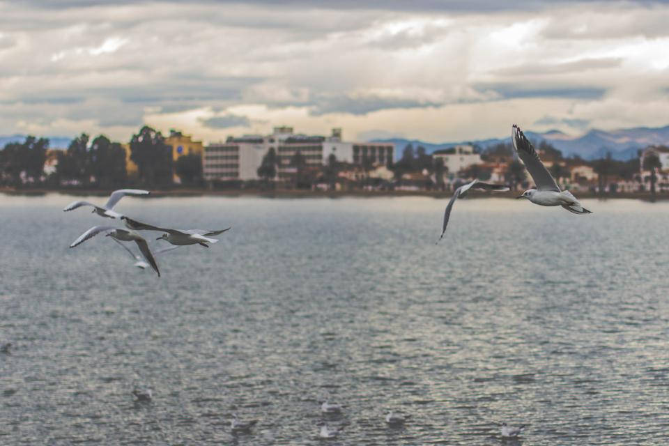 birds 桌布 壁紙 — 海鷗在陰天之下，優雅地翱翔於平靜的湖面上，遠方有城市景觀和山脈。