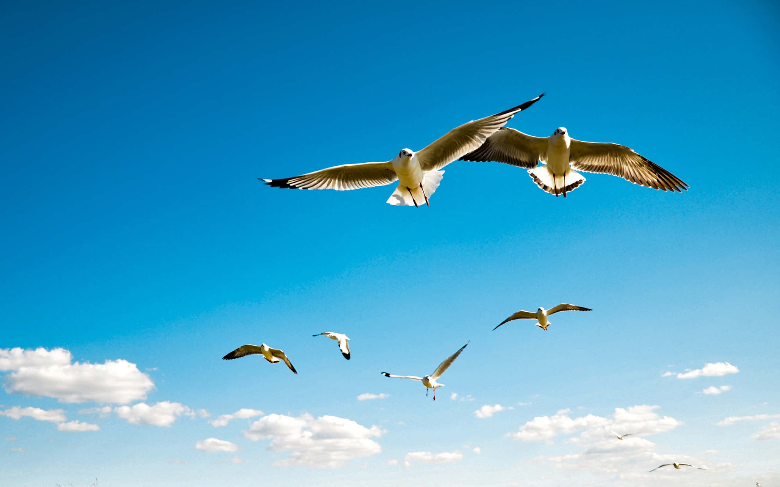 Blue Sky 桌布 壁紙 — 海鷗在點綴著蓬鬆白雲的鮮豔藍天中優雅地翱翔。