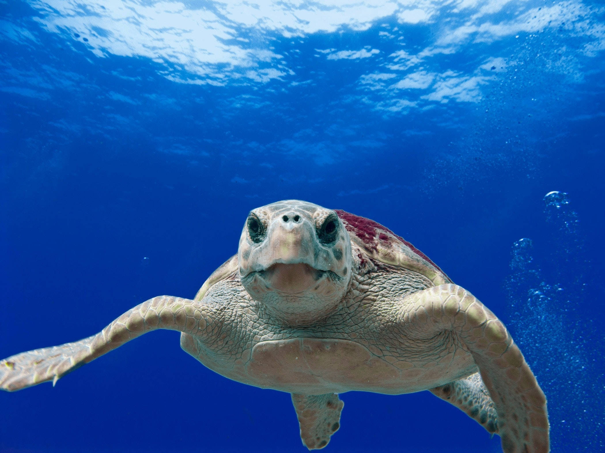 海洋 桌布 壁紙 — 海龜優雅地游向鏡頭的特寫，穿過清澈的藍色海水。