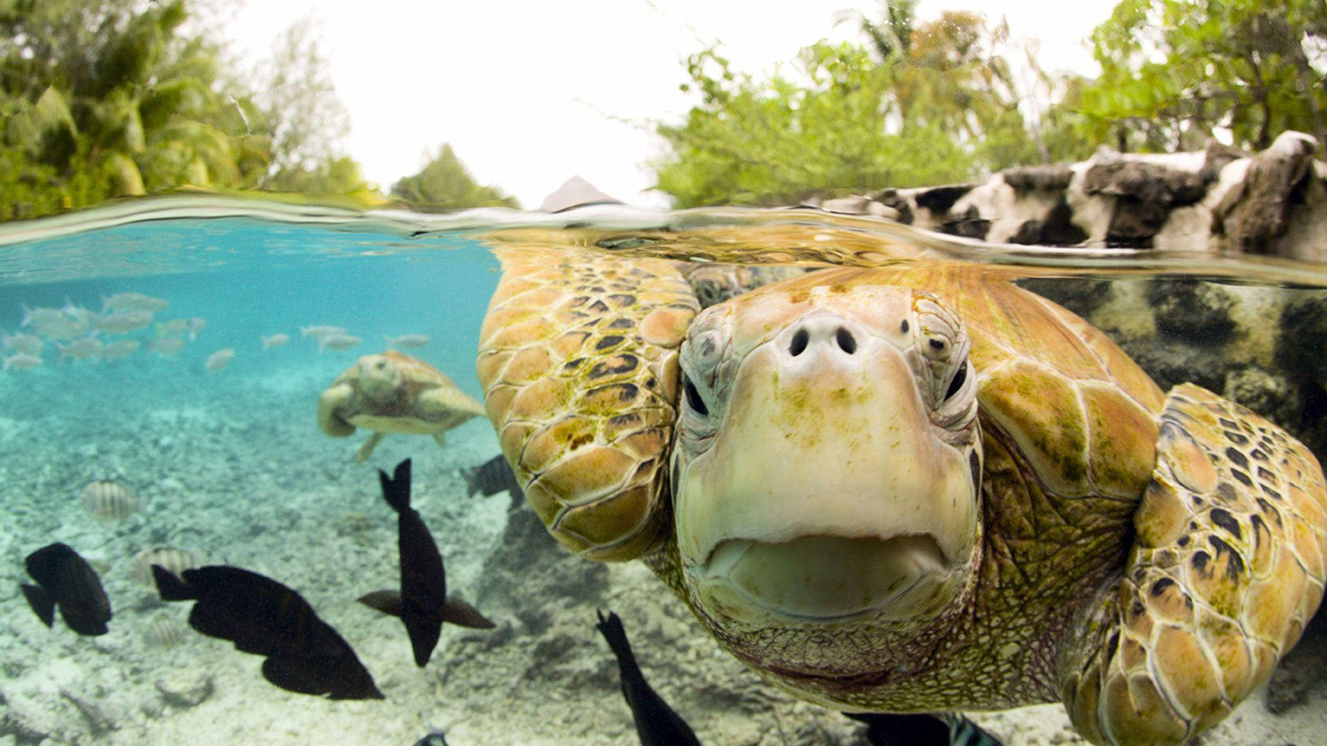 Turtle 桌布 壁紙 — 海龜向上看的水下特寫鏡頭，熱帶魚在附近游泳，水線上方有茂密的綠色植物。