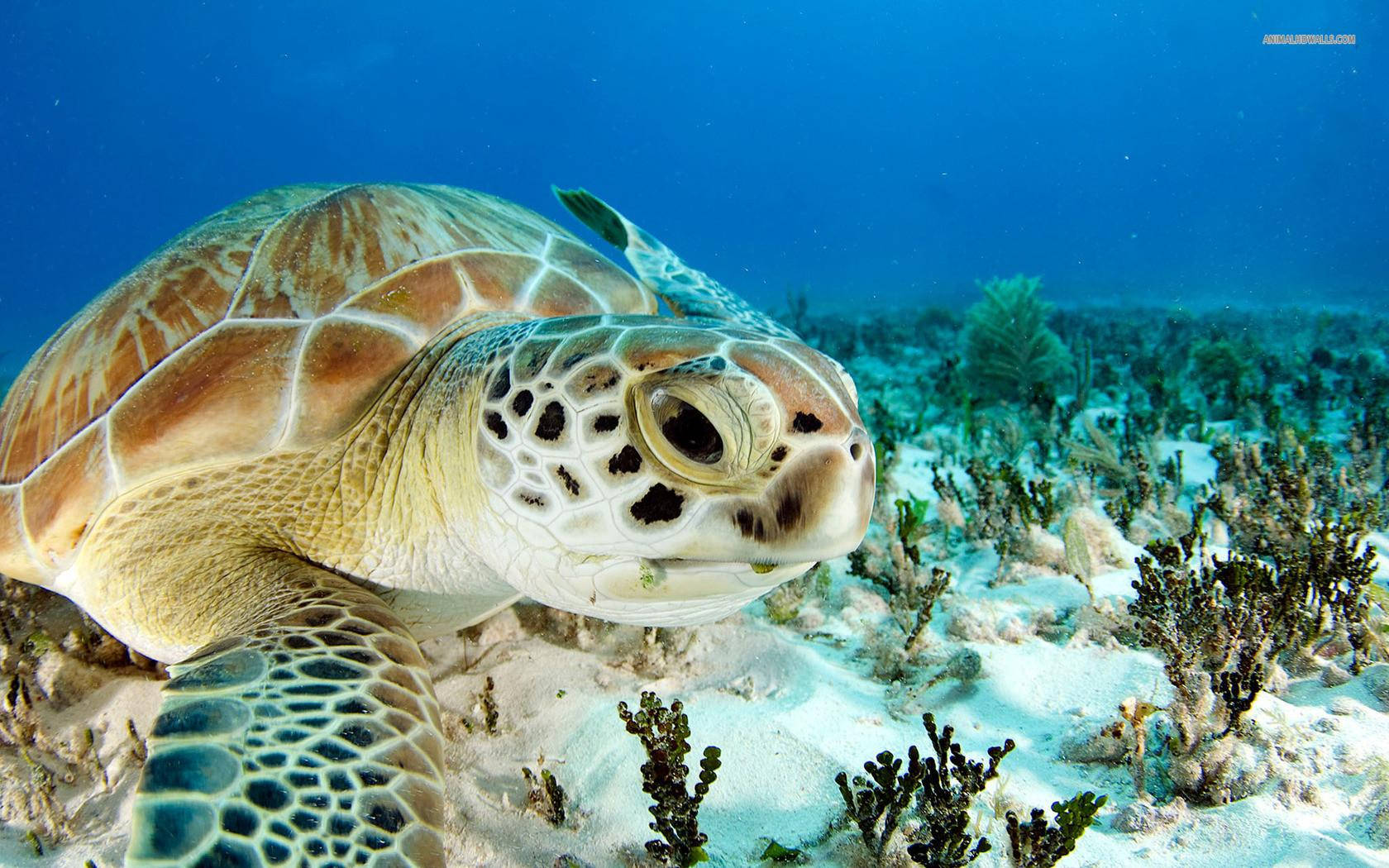Turtle 桌布 壁紙 — 海龜在佈滿珊瑚和海洋植物的沙質海床上優雅滑行的特寫。