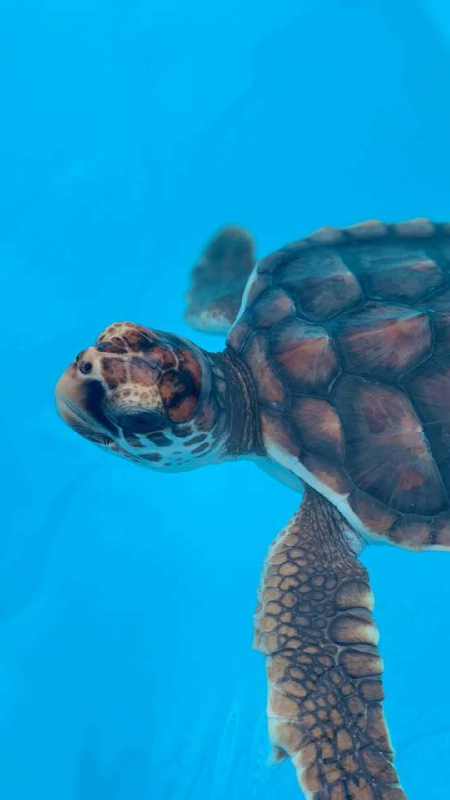 Turtle iPhone HD 桌布 壁紙 — 海龜在充滿活力的藍色海水中滑行，龜殼和鰭狀肢細節清晰的特寫。