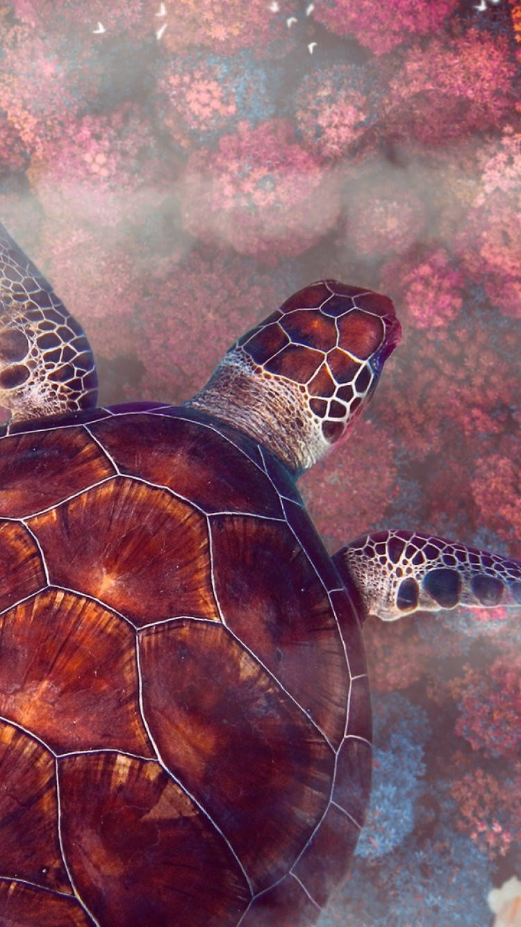 Sea Turtle iPhone 桌布 壁紙 — 海龜在色彩繽紛的珊瑚礁水域中優雅滑行的特寫，背景帶有柔和散景效果。
