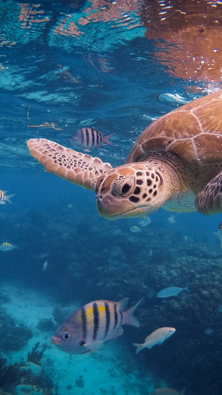Sea Turtle iPhone 桌布 壁紙 — 海龜在色彩繽紛的珊瑚附近優雅地游泳，還有條紋魚在周圍快速游動的水下特寫鏡頭。