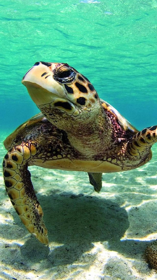 Swimming 桌布 壁紙 — 海龜在陽光照射的沙質海底上方，優雅地滑過清澈碧綠海水的特寫。