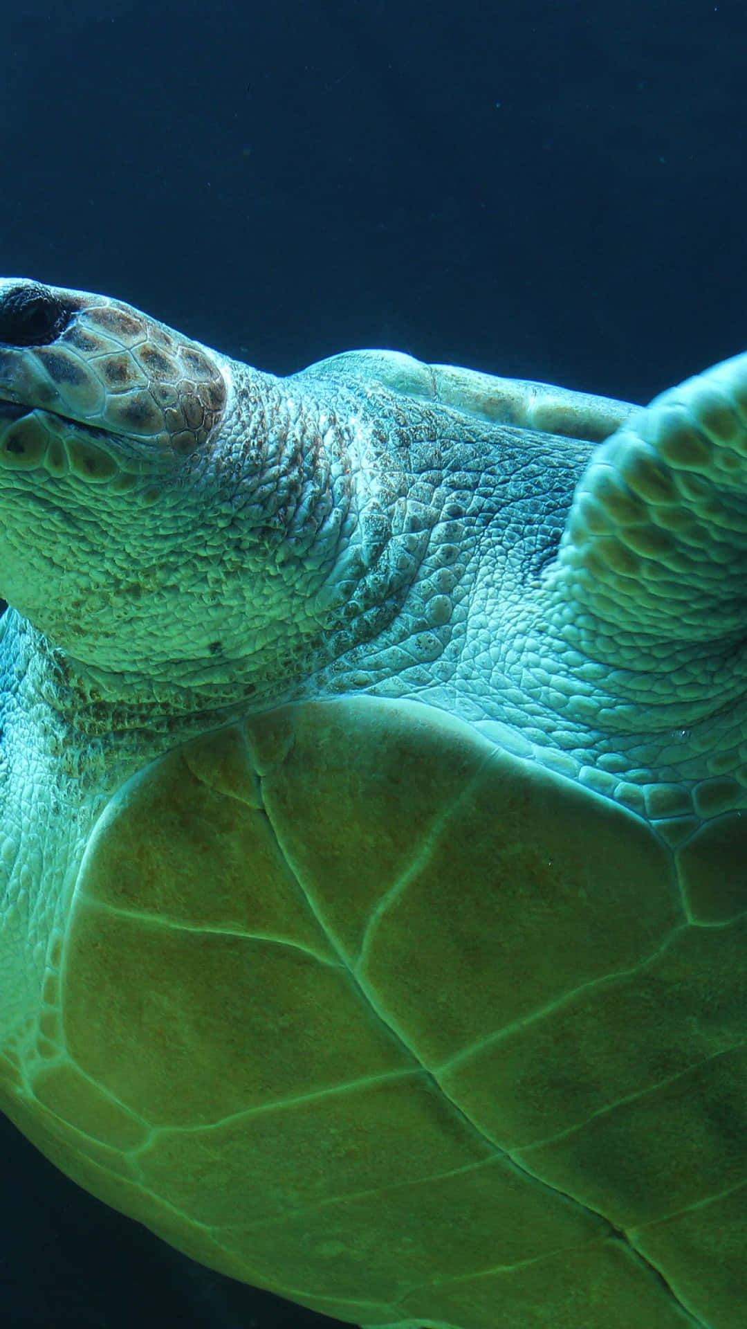 Swimming 桌布 壁紙 — 海龜帶有紋理的龜殼和頭部在深藍色海水中滑行的特寫。