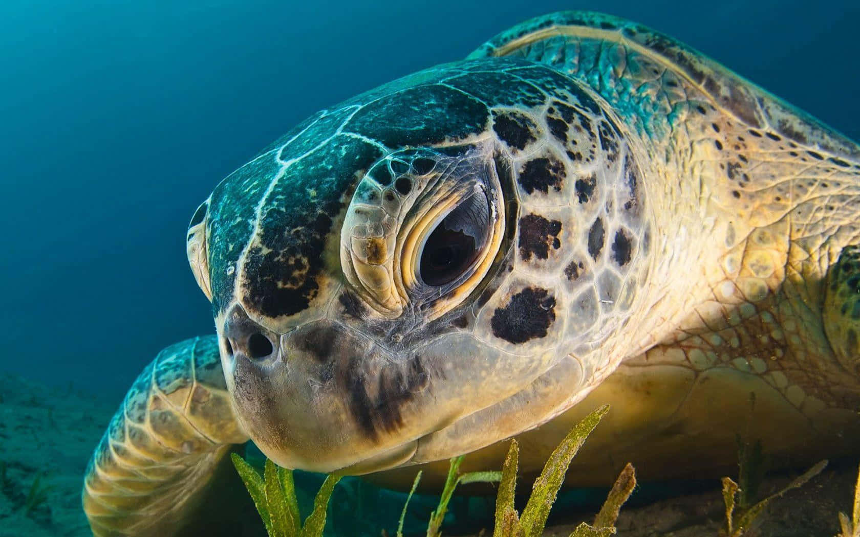 Turtle 桌布 壁紙 — 海龜的水下特寫肖像，有詳細的殼紋和溫柔的眼睛，在綠色海藻附近游泳。