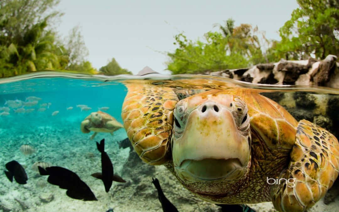 Turtle 桌布 壁紙 — 海龜的臉部特寫，從碧綠色的水中浮現，下方有魚游動，上方有茂密的綠色植物。