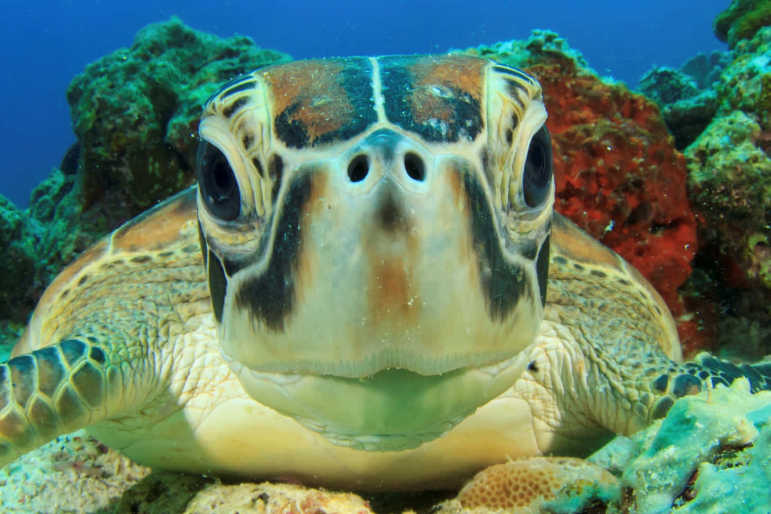 Turtle 桌布 壁紙 — 海龜的近距離特寫，臉上帶有複雜圖案，在水下色彩繽紛的珊瑚附近直視鏡頭。