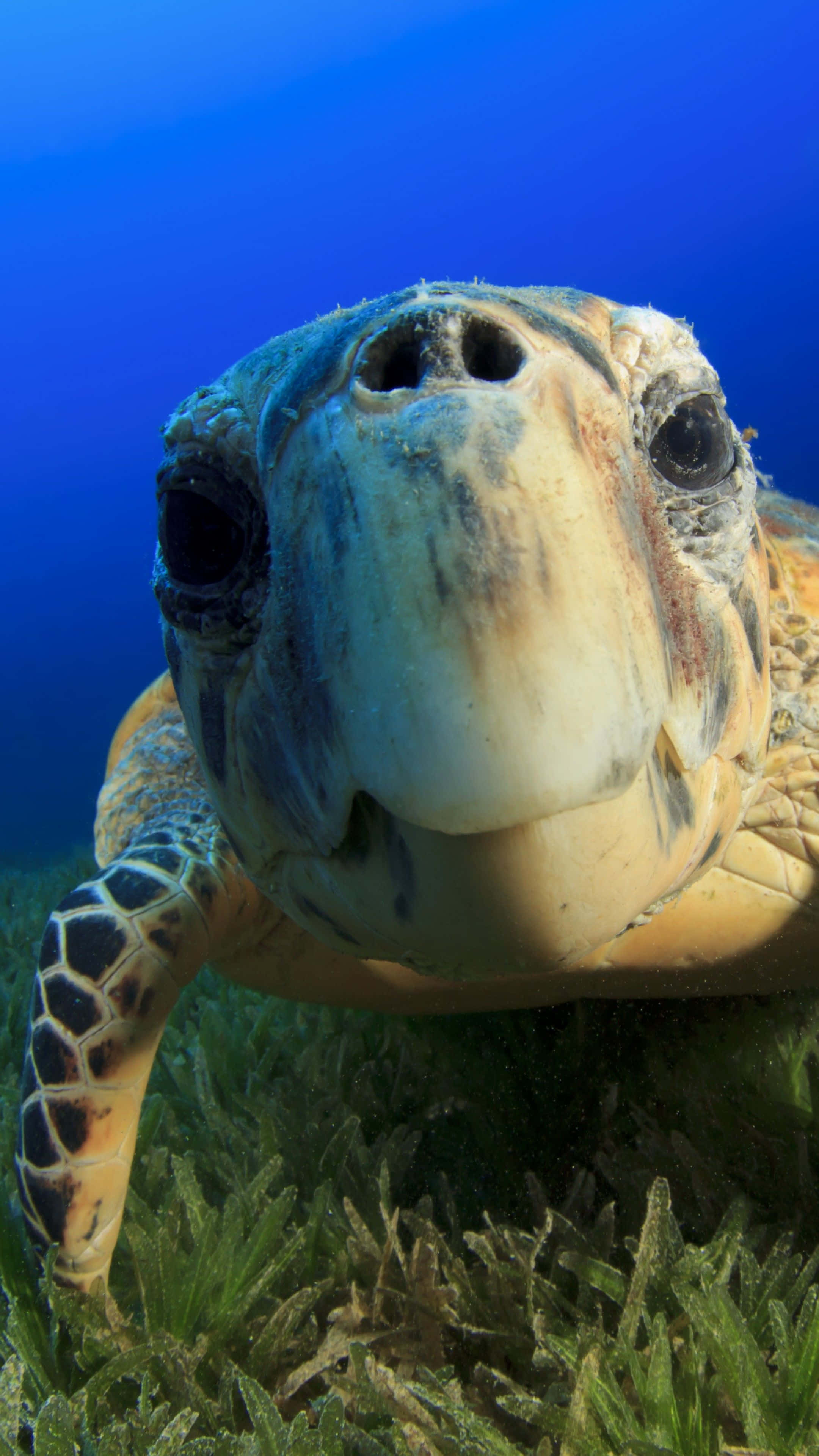 Funny Turtle 桌布 壁紙 — 海龜臉部特寫，在深藍色海水中游過綠色海草上方。