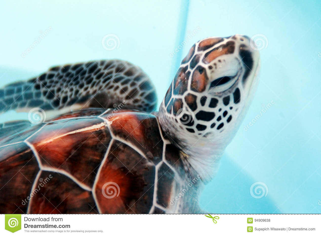 Baby Turtle 桌布 壁紙 — 海龜近距離特寫，帶有圖案的殼和頭部，在清澈藍色水中滑行。